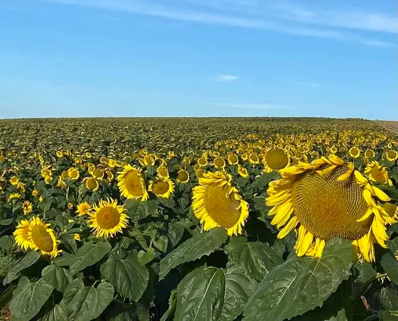 Paysage de campagne champenoise à Bonnesvalyn
