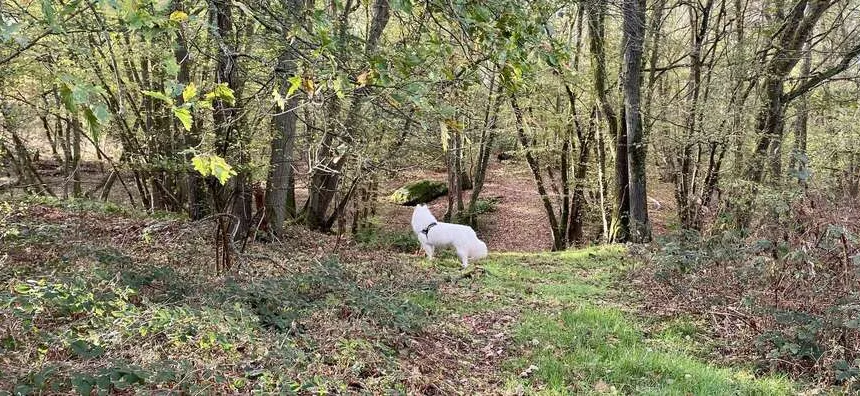 Randonnée en nature lors d'un stage de jeûne